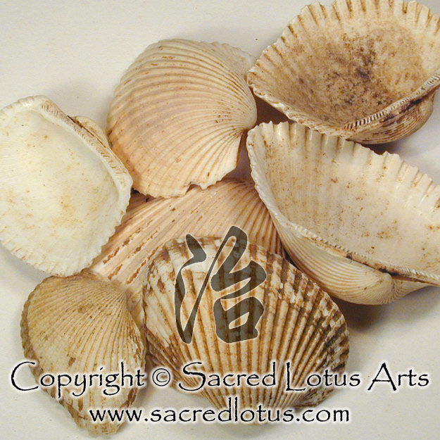 Chinese Herb: Wa Leng Zi (Cockle Shell, Ark Shell), Concha Arcae