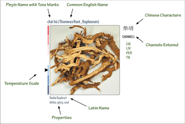Anatomy of a herb entry in the Visual Materia Medica of Chinese Herbs
